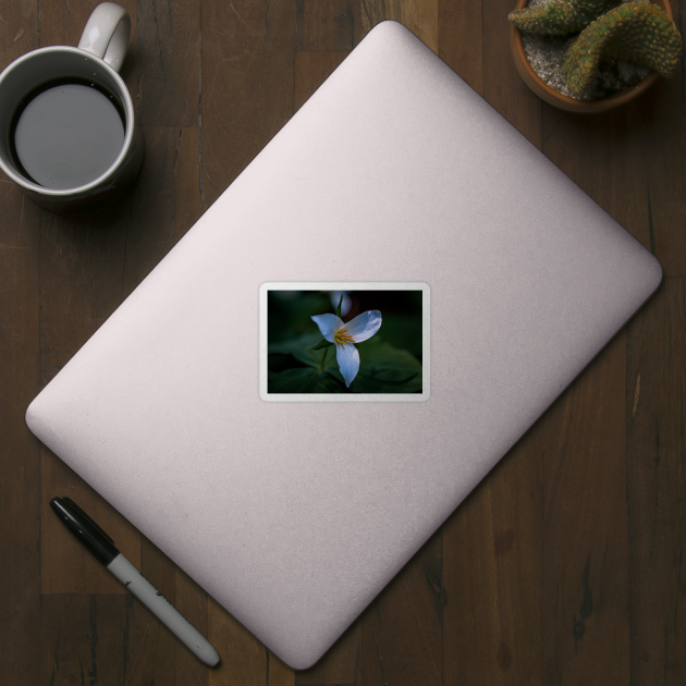 Trillium flower in a dark forest by blossomcophoto